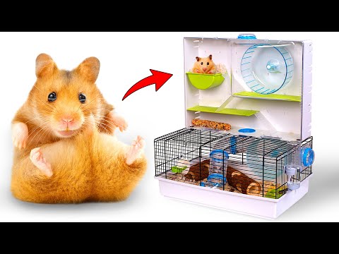 Món Đồ Siêu Đỉnh Cho Các Bé Hamster Nhà Bạn: Ngôi Nhà Giải Trí Cho Chuột Hamster!