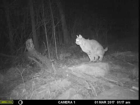 When Nature Calls: Bobcat poops on a rock