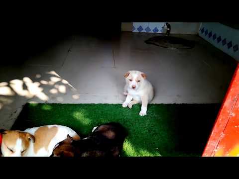 Bangladeshi Cute Puppies and  Crazy, Funny & Dancing Dog