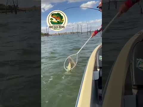 Pousada Rio dos bois /Inaciolandia #mercury #megabass #bassboat #pescaesportiva #tucunare #pousadas