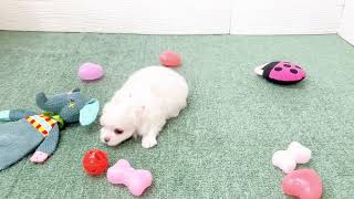 ハーフ犬の動画01