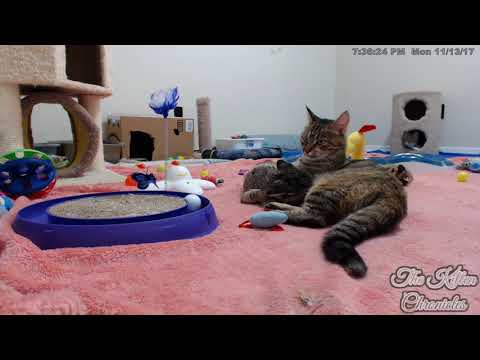Determined Kitten Won't Stop Nursing
