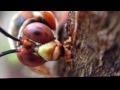 Cicada Killers, gentle giants 