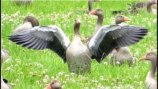 A big flock of Greylag Geese adorning a white clover meadow