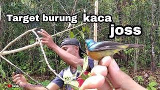 Download lagu Mikat burung kaca || KOLIBRI WULUNG/MUNCANG target terpenuhi mp3