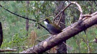 preview picture of video 'Green-striped Brush-Finch in response to pishing'