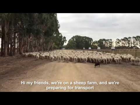 How to export millions of sheep, pig, cows  M