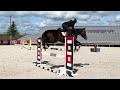 Merrie Belgisch sportpaard Te koop 2017 Donker bruin / bai