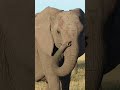 Elephant Trumpet 18th Time