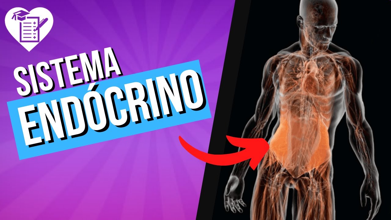 SISTEMA ENDÓCRINO: Resumo com Tudo o que Você Precisa