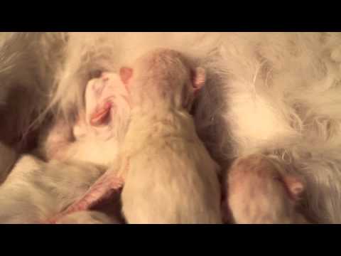 Heilige Birmas 24 Stunden alt, klein und lieb - Oder "Der erste Kampf !"