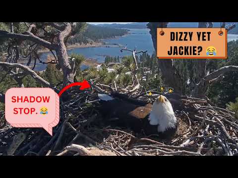 Jackie's Face When Shadow Keeps Flying Around the Nest 😂🦅 | FOBBV Big Bear 2026