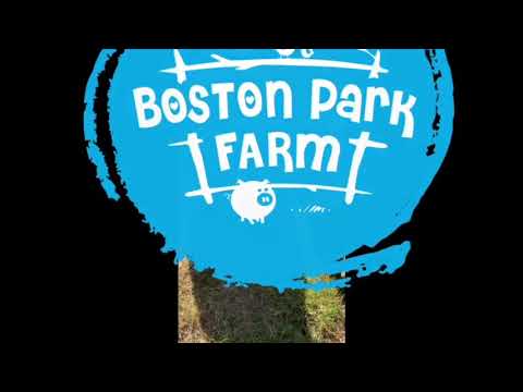 Watch one of our Ryeland sheep get sheared.