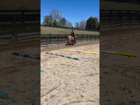 Happy place #happy #happyplace #horse #equestrian #doing #beautifulday #motivation #keepgoing