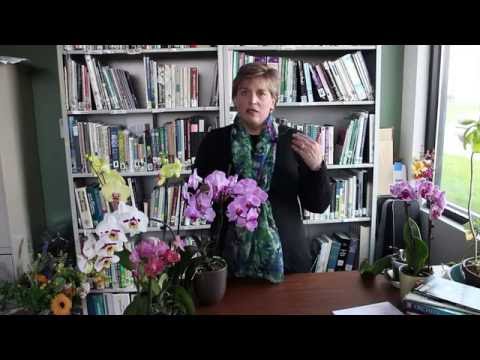 胡蝶蘭のヒントとコツ (Tips & Tricks for Phalaenopsis Orchids)