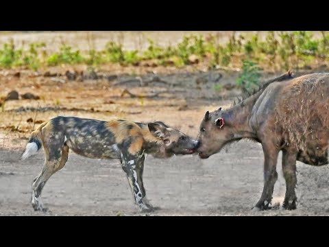 , title : '2 Buffalo Calves Try Fighting off Wild Dogs'