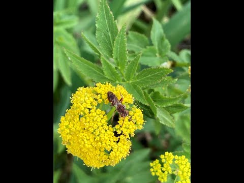 Plant Spotlight - Golden Alexanders (Zizia aurea)