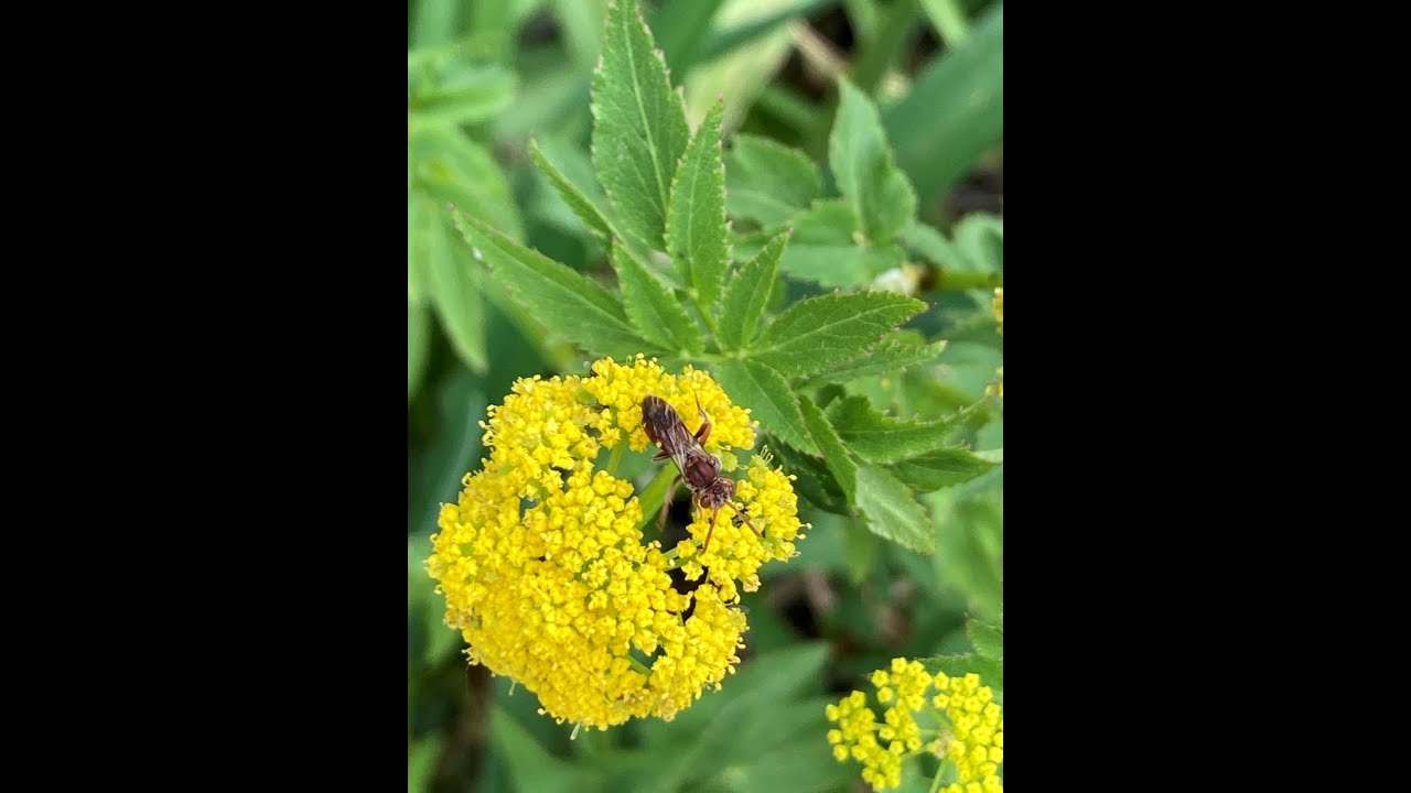 Plant Spotlight - Golden Alexanders (Zizia aurea)