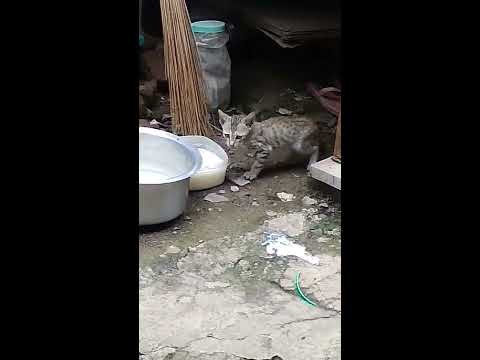 Sweet cat drinking milk shoot by Rushikesh dhotare