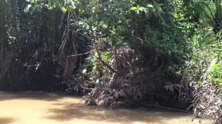 Boat Trip in a brook in Bentre going to Mekong River, Vietnam