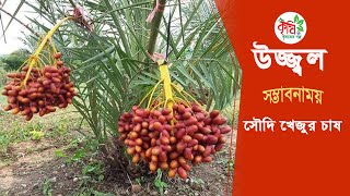 সৌ‌দি খেজুর চাষে সফল শরীয়তপুরের সোলাইমান