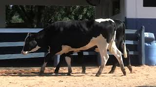 Vídeo 172 - 1ª ETAPA MEGA LIQUIDAÇÃO TOTAL AGROPECUÁRIA MARAJOARA - DIA 4 | GADO GIROLANDO E HOLANDÊS