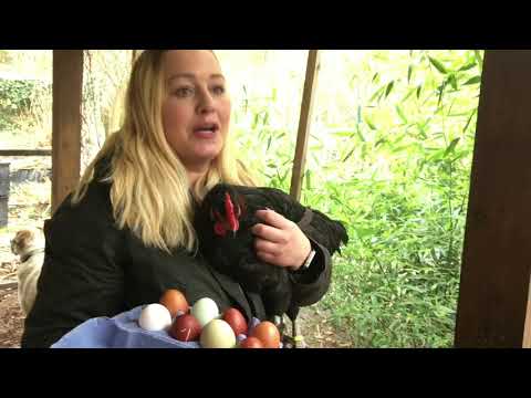 Hühnerzucht: Anne-Kathrin Siepert züchtet Buntleger-Hühner