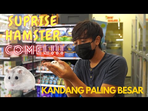 SUPRISE HAMSTER UNTUK AMIR DAN RAHIM !! - KANDANG BESAR !