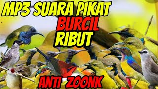 Download lagu mp3 suara pikat burcil ribut mp3
