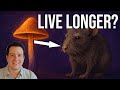 Psilocybin Mushrooms Slow Aging And Increase Lifespan NEW Research
