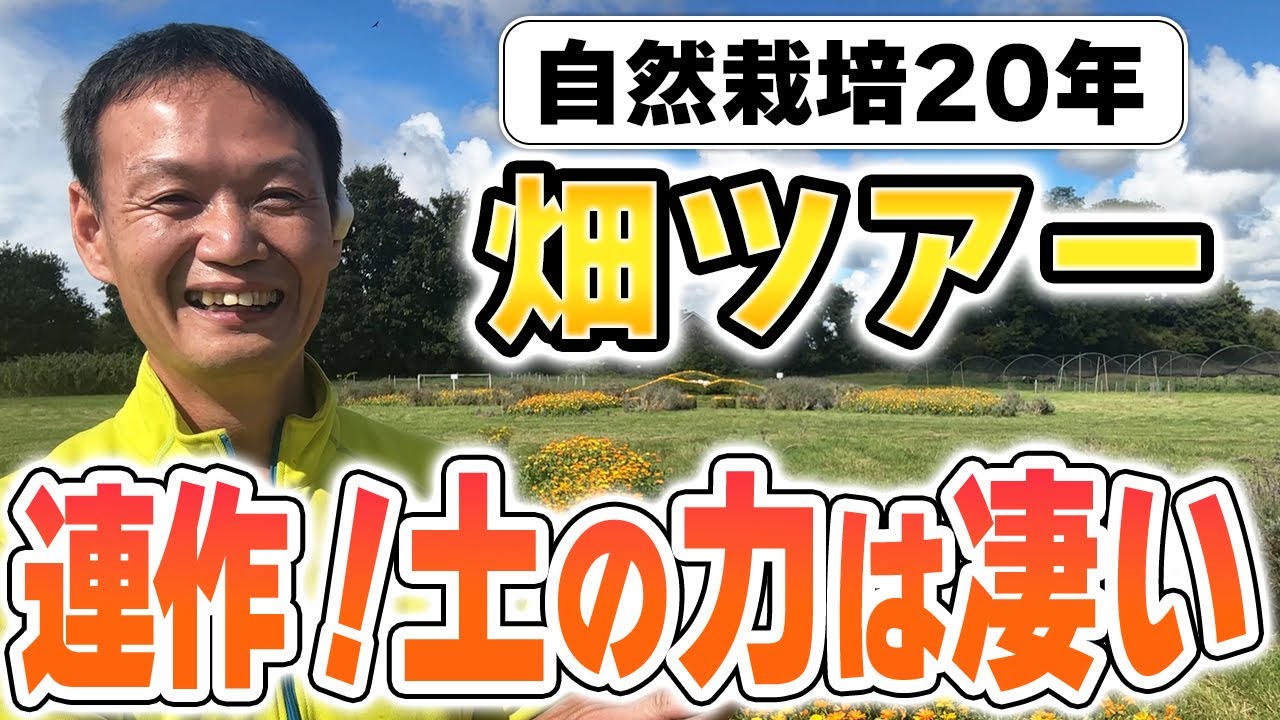 【自然栽培】秋のファームの様子と土の力!連作と自家採種がもたらす豊かな実り