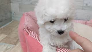 ビションフリーゼの動画01