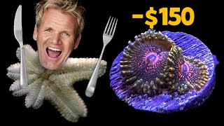 Asterina Starfish ATE my $150 GMK Zoa??  Is Asterina Starfish reef safe?
