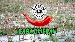 Download lagu Puisi cabai merah dan petani mp3