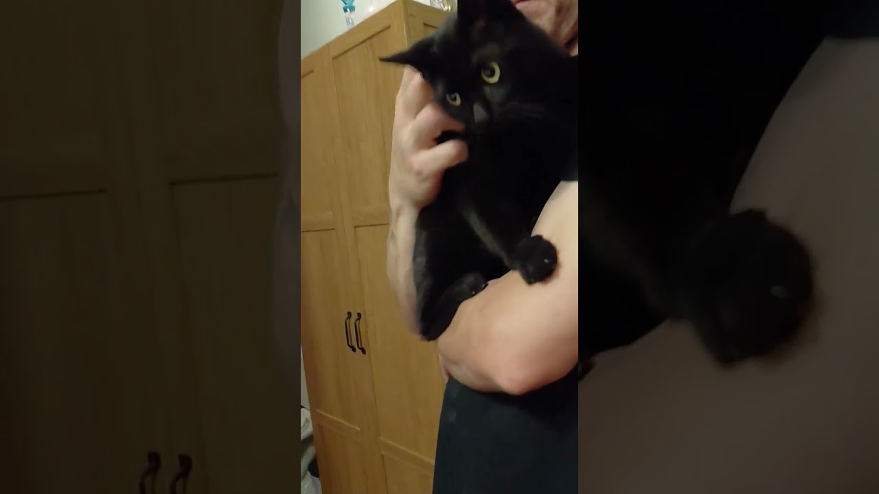 Enlarge Mystic, a ADOPTABLE Domestic Short Hair in Spring, TX video 3/3