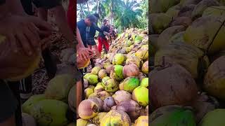 Download lagu Kupas kelapa masal #petani #petanimuda #petanikelapa #kelapa #kopra #petanimilenial #shorts #fyp mp3