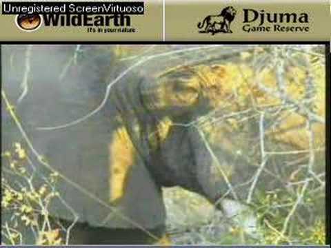 Elephant bull and hyena - Part 2