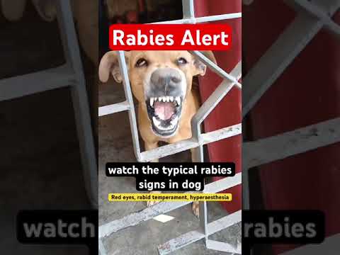 Rabies Alert: Identify the typical rabid signs in dogs for your safety. Always Vaccinate your dog