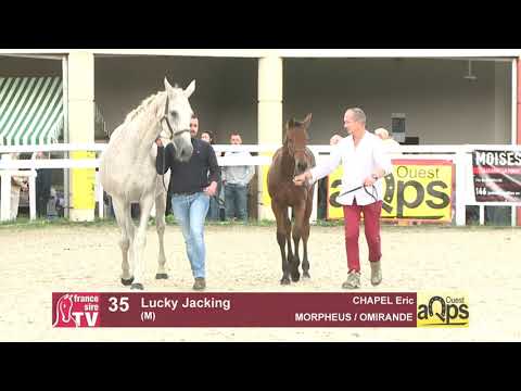 Show AQPS Ouest 2021 - Lot  35