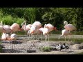 Chilean Flamingos Nesting