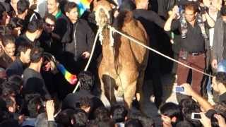 preview picture of video 'sacrifice of a camel in Yazd,Iran - sacrificio di un cammello per la festa di Hossein in Yazd,Iran'