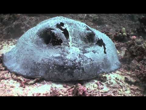 Lizard Island Diving - Nov 2013