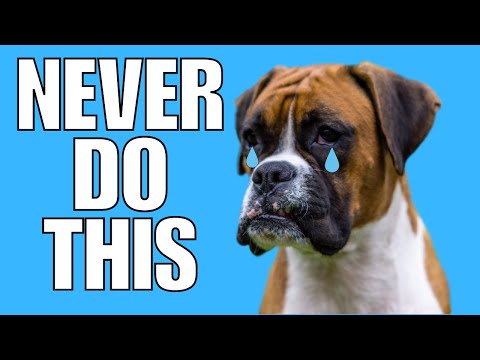 9 Things You Must NEVER Do To Your BOXER Dog (EVER)
