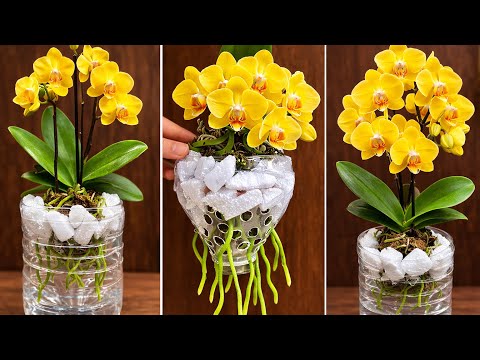 Orkide toprağı yerine bunu kullan! Orkide bol çiçek açar 