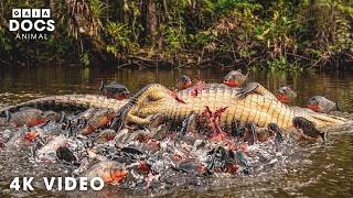 WILD AMAZON | When Survival is in the Hands of Predators | Nature Animal Documentary