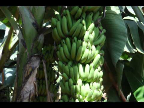 KKpatti loganathan  9790233210  Banana Field  31
