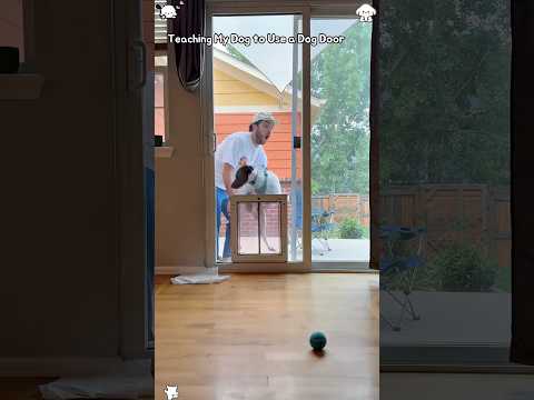 Teaching My Dog to Use a Dog Door.#dogsoftiktok #funnyvideos #dog #usa🇺🇸 #funnydogs