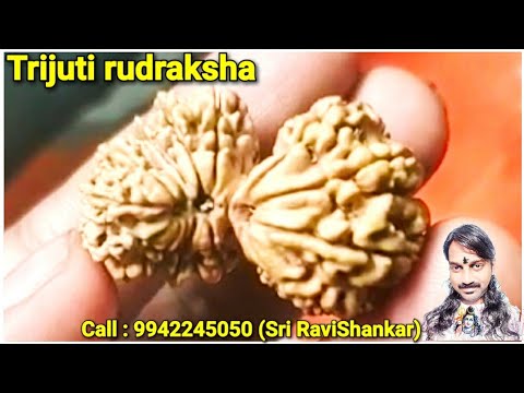 Trijuti Rudraksha. Lord (BRAHMA, VISHNU, SHIVA)