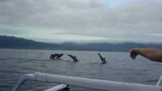 preview picture of video 'Dolphins on demand'