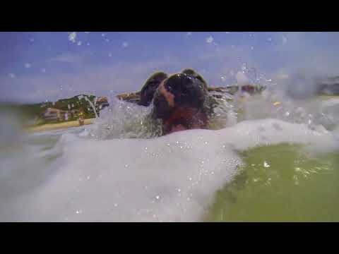 PRO DOG Adestramento -  Fella na Agua